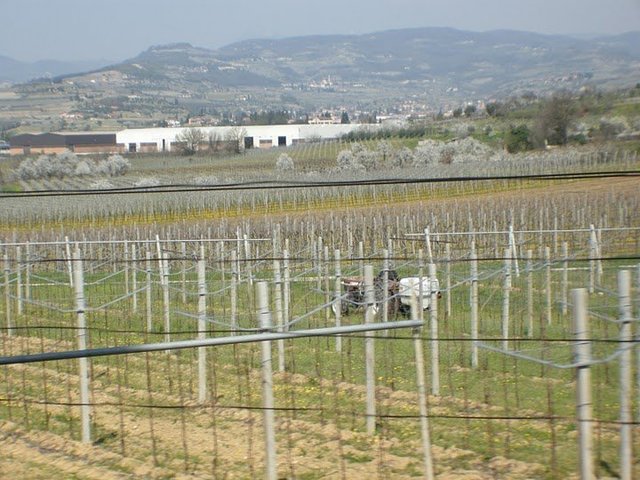 Vigne di Quirra, il Comune di Arzana presenta ricorso al Tar contro Regione Sardegna e Argea