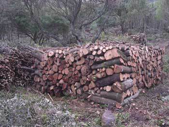 Assegnazione legna da ardere per uso familiare